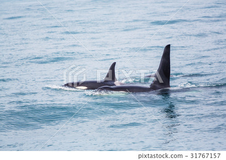 Orca 31767157