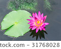 Renka · lotus · lotus 31768028