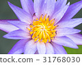 Renka · lotus · lotus 31768030