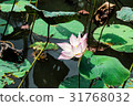 Renka · lotus · lotus 31768032