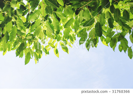 Green leaves and blue sky background Green leaves and blue sky background 31768366