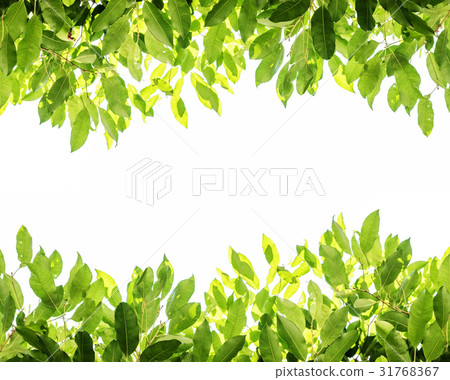 Green leaves background with white copy space 31768367
