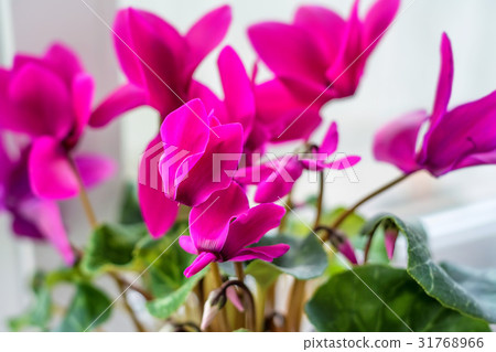 Close up of pink cyclamen flowers Close up of pink cyclamen flowers 31768966