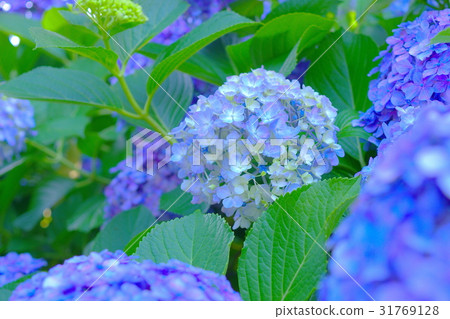杜鵑花繡球花 31769128