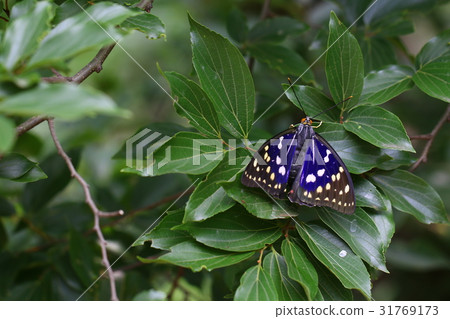 Oomurasaki Oomurasaki 31769173