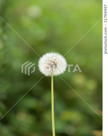 Dandelion's fluff Dandelion's fluff 31769497