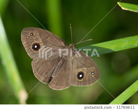 Butterfly fish Butterfly fish 31769611
