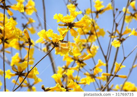 Kibanaipe (Brazilian national flower): Ipe Kibanaipe (Brazilian national flower): Ipe 31769735