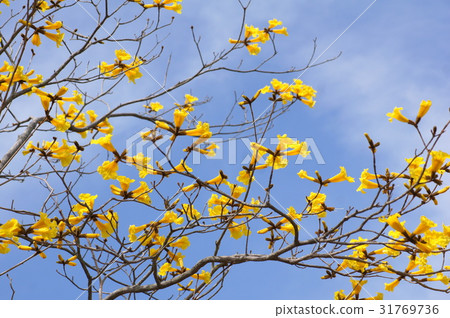 Kibanaipe (Brazilian national flower): Ipe Kibanaipe (Brazilian national flower): Ipe 31769736