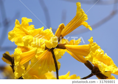 Kibanaipe (Brazilian national flower): Ipe Kibanaipe (Brazilian national flower): Ipe 31769801