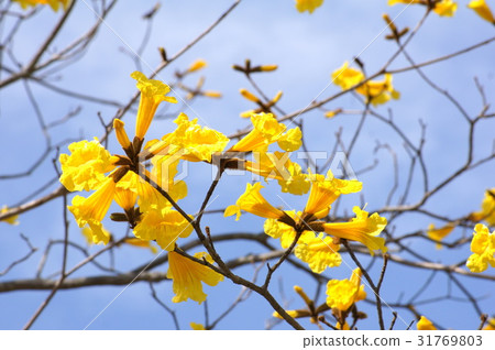 Kibanaipe (Brazilian national flower): Ipe Kibanaipe (Brazilian national flower): Ipe 31769803