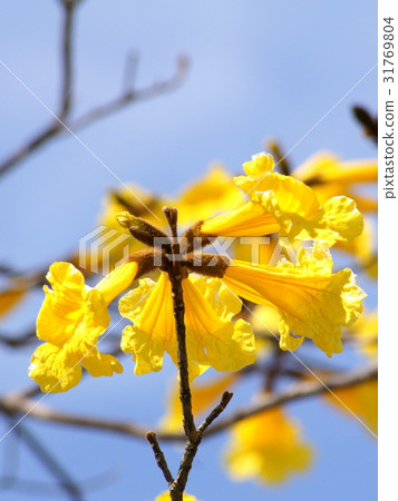 Kibanaipe (Brazilian national flower): Ipe 31769804