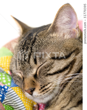 A cat's nap 31770395