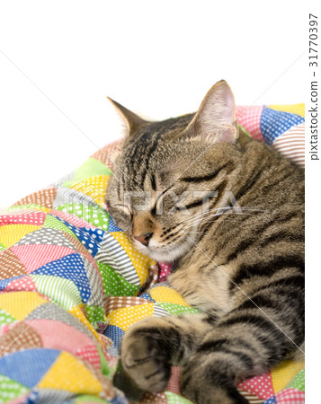 A cat's nap A cat's nap 31770397