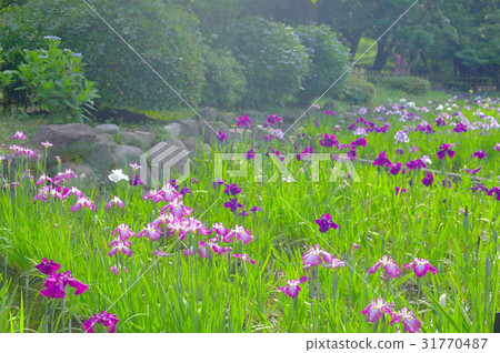 鳶尾花園 鳶尾花園 31770487