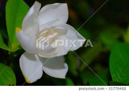 大Yae梔子在晚上 大Yae梔子在晚上 31770488