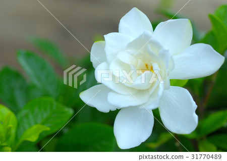 Hinmachinashi之花（特寫） 31770489