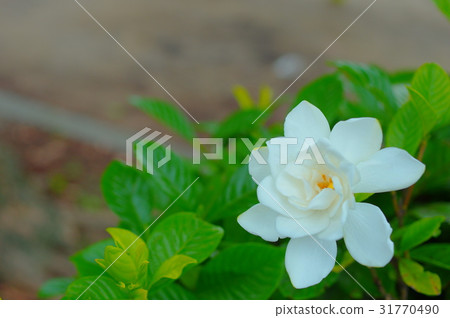 Hime蘑菇花 31770490