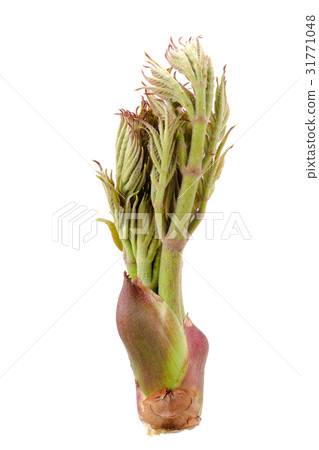 Wild vegetables with white back Wild vegetables with white back 31771048