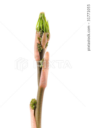Wild vegetable white back shioed 31771055