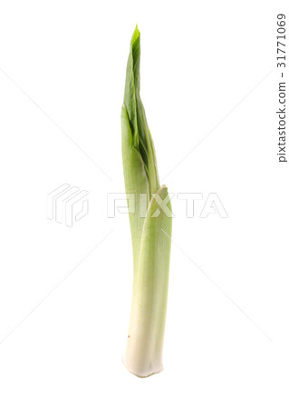 野生蔬菜白色支持 31771069