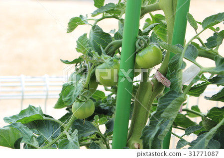 在家庭菜園的過早蕃茄 在家庭菜園的過早蕃茄 31771087