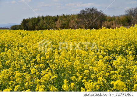 Nanohana農場2（德島縣Aizumi Yoshinogawa Riverbed） 31771463