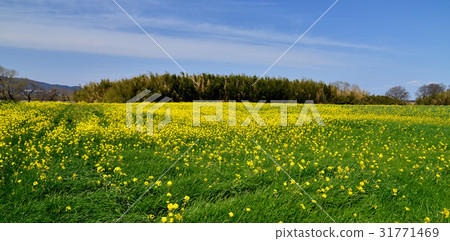 油菜田6（德島縣愛內吉川河床） 31771469