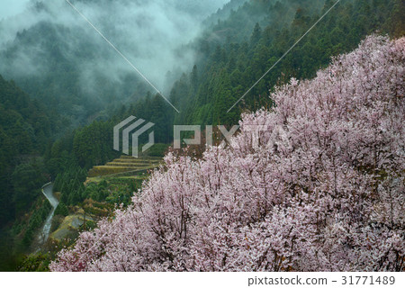 Cherry blossoming mountain village 1 (Edo, Kamiyama machi, Nishi-gun, Tokushima prefecture) 31771489