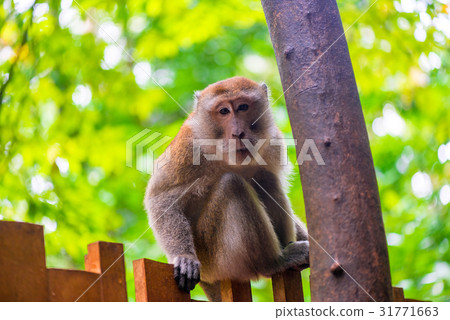 Beautiful monkey sitting on a fence in rainforest Beautiful monkey sitting on a fence in rainforest 31771663