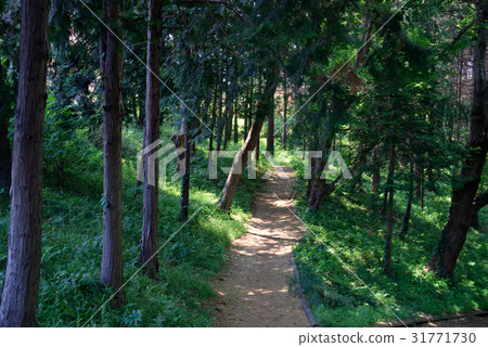 Funabashi-shi, Kanasugi green area, promenade 31771730