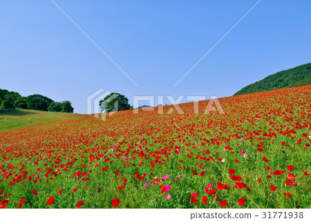 在高原和晴朗的天空Hopi的一個紅色鴉片領域在天空d  -  1 31771938