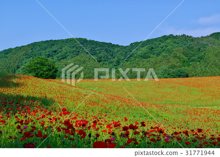 Red poppy field of the plateau and sunny sky Hopi of the sky Red poppy field of the plateau and sunny sky Hopi of the sky 31771944