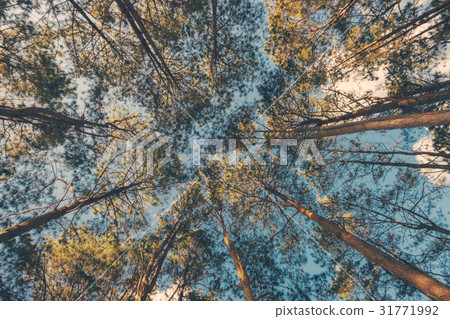 Spring Forest Fisheye Trees Spring Forest Fisheye Trees 31771992