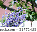 01, flower, flowers 31772483