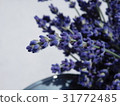 flower, flowers, nature 31772485