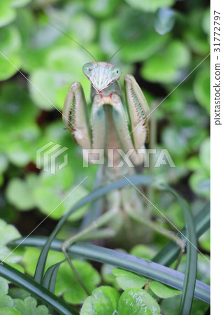 威脅螳螂 31772797