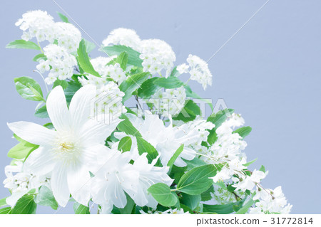 白花 白花 31772814