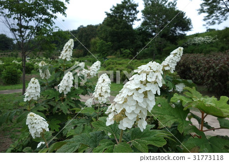 Ogikubo公園的繡球花 31773118