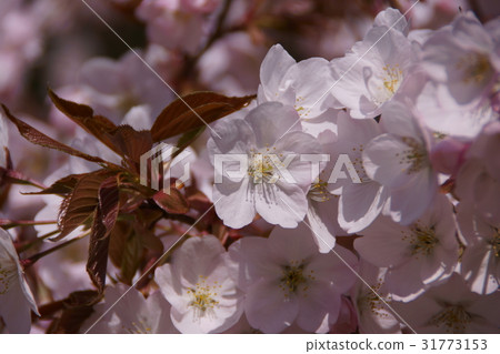 Yamakura Sendaiya Hanabi is "smile at you" 31773153