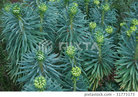 大戟Caracaasu Wolfenya花語言是“誠意” 31773173