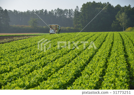Shoot the landscape and harvesting work of autumn radish ridges 31773251