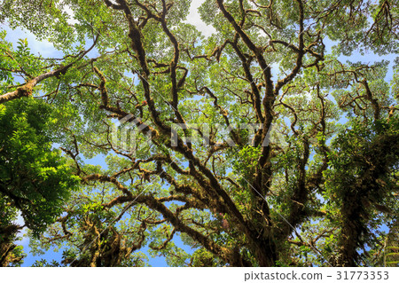 Tree foliage in rainforest 31773353
