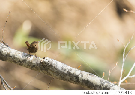 Wren (Iragi) 31773418