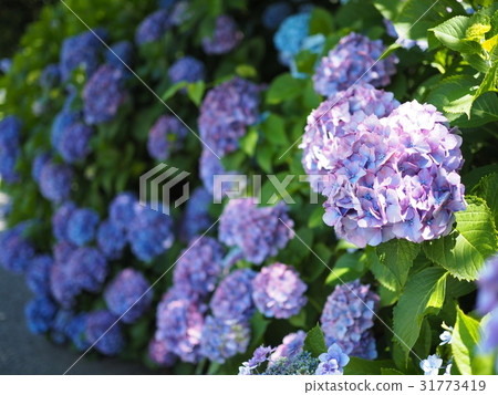  繡球 31773419