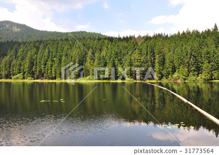 Lake Arber in Bavaria (Grosser Arbersee) Lake Arber in Bavaria (Grosser Arbersee) 31773564