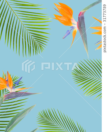 orange hibiscus flower 31773789