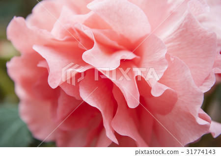 Begonia 31774143