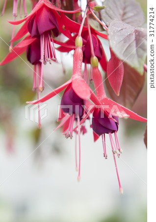 flower flower 31774214