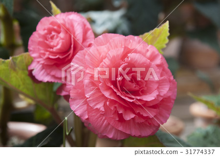begonia begonia 31774337